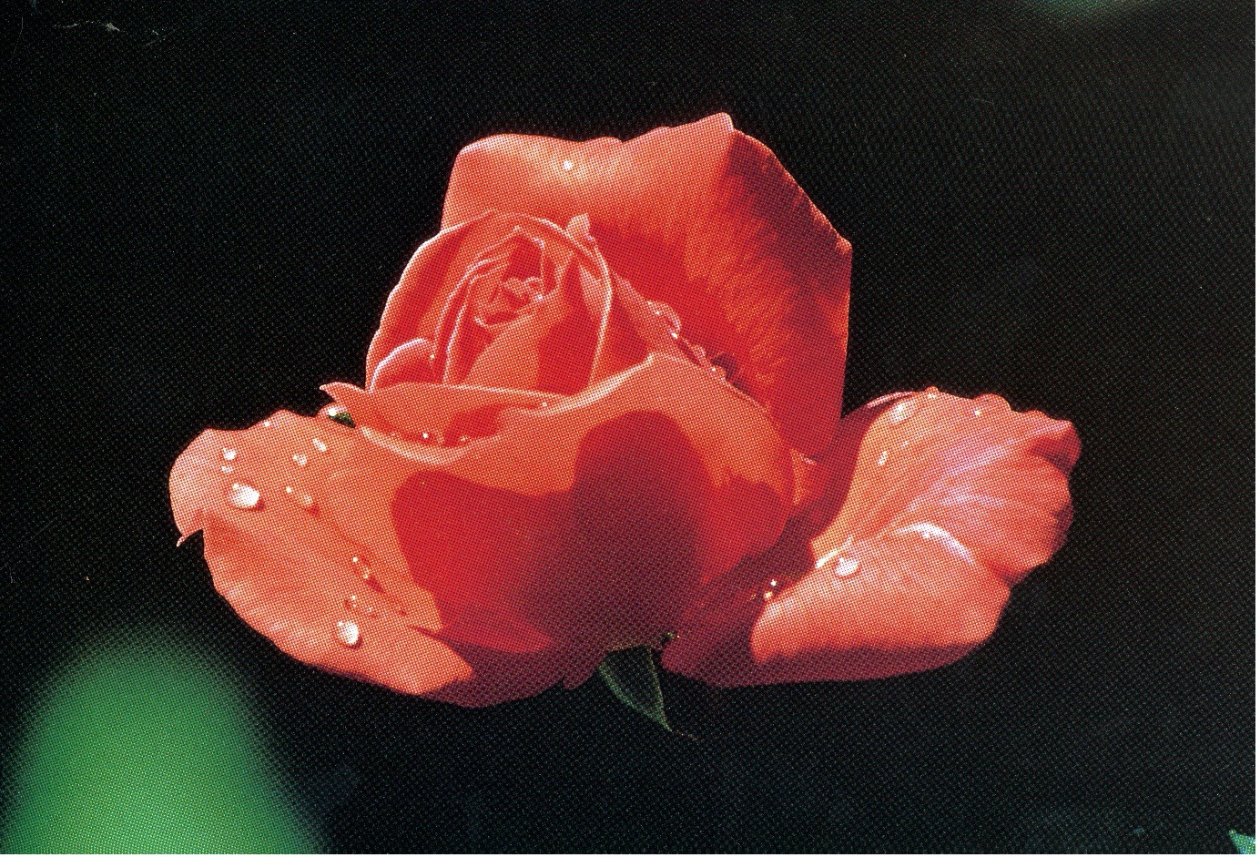 A close, soft photograph of a rose.